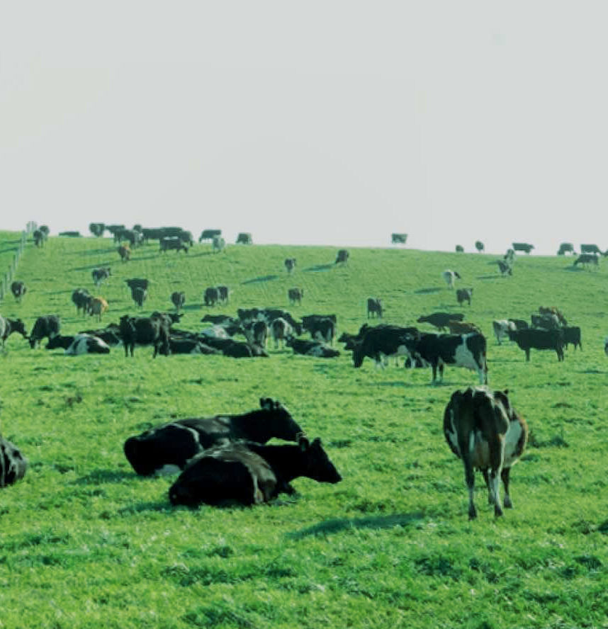 Assistência Viver Grass