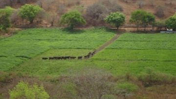 Sistemas de Produção